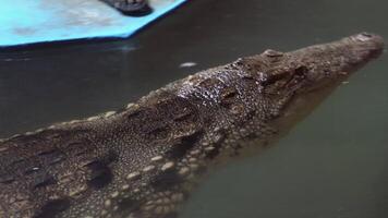 Crocodile swimming in calm waters approaching camera with subtle ripples video