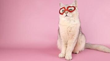 a funny white cat in a red mask in the form of hearts,on pink background video