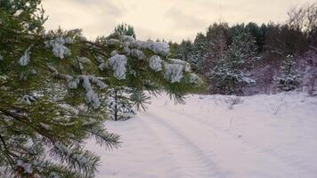 Snowy pine branches in winter forest with tracks in the background video
