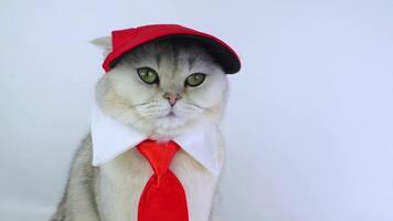 Dapper cat wearing red cap and tie poses against a simple background video