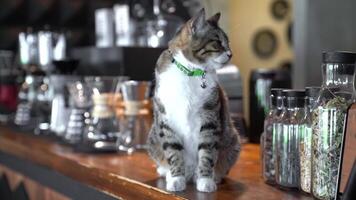 Katze Sitzung auf hölzern Zähler im Kaffee Geschäft umgeben durch Gläser und Ausrüstung, gemütlich Atmosphäre, Kaffee Kultur, neugierig katzenartig, Barista Begleiter, modern Cafe Einstellung, entspannt Stimmung. video