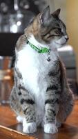 Gray tabby cat with green collar sits confidently on table, expressing calmness and curiosity. Symbol of independence, mystery, grace in cozy surroundings, observing its environment, vertical frame. video