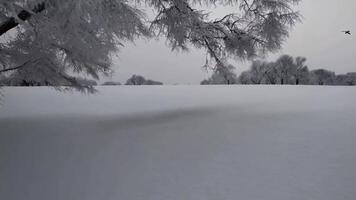 Enchanting Winter Wonderland Snow Covered Forest and Frosty Landscape video