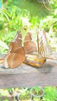 Three butterflies gather on a wooden platform, feasting on a ripe banana under the warm sunlight, surrounded by vibrant greenery. bunch of butterflies eating banana, bug or insect in the zoo. video