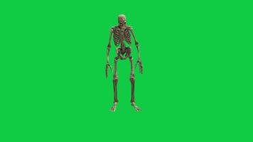 Skeleton turn right, left looking around 3d animation isolated on green screen background video