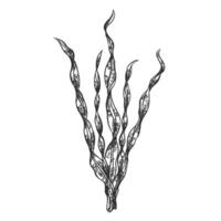 Hand drawn textured sketch on isolated background. illustration of sea and ocean seaweed plant. Isolated object on a white background. Tropical underwater element of natural bottom world. vector