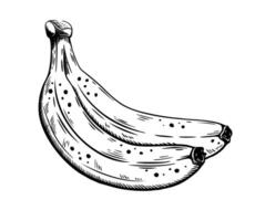 Hand drawn bananas branch sketch vector
