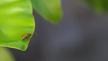 Macro photography capturing the natural life of a golden ladybird standing on a green fern leaf It's cleaning its body observing the behavior of this small beetle in the garden video