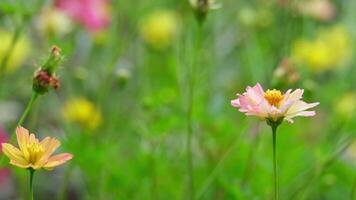 Side view of two cosmos flowers, one taller and one shorter, in pinkish-yellow hues fully blooming and competing for growth in a public park amidst nature. video