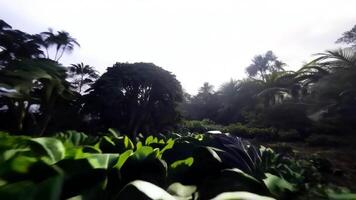 forward shot of lush jungle greenery during sunrise in tropical landscape video