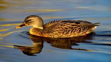 duck swimming calmly on serene lake during sunset in peaceful natural setting video