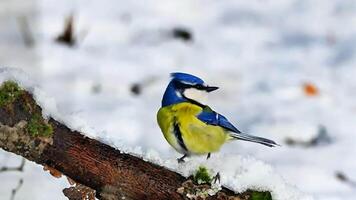 blue tit perched on snowy branch during winter in peaceful forest setting video