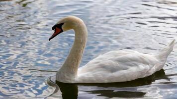 swan floating gracefully in peaceful rippling waters in lake video