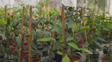 sprouts in pots in greenhouse, closeup view of leaves and berries on plants, nature and ecology video