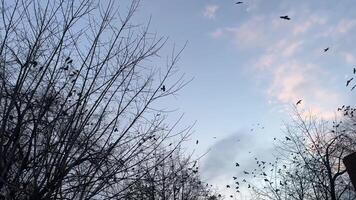 Flock of black crows flies over the crowns of a tree in winter. Gray skies, birds perched on bare branches. video