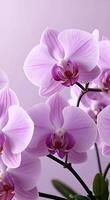 suave lilás e creme tons, inspirado de orquídeas, característica suavemente mudança esboços com bastante do espaço para Projeto elementos. video
