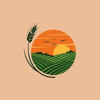 Sunset Over Rolling Green Fields With Wheat vector