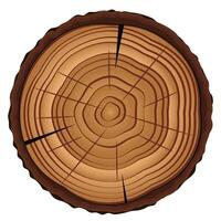 Cross section of tree stump isolated on white vector