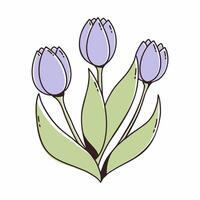 Bouquet of tulips on white background. Spring illustration for postcard decoration. vector