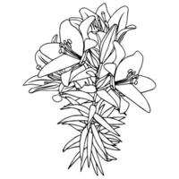A bouquet of lilies on high stems in doodle style. vector