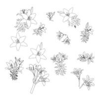 Lily flowers. Set of simple elements for your design. Doodle style. vector