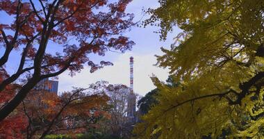 A yellow gingko tree and red maple tree with tower at Hibiya park in Tokyo video