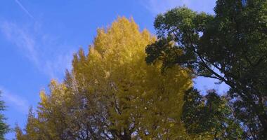 A yellow gingko tree in Hibiya park in Tokyo from low angle view video