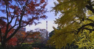 A yellow gingko tree and red maple tree with tower at Hibiya park in Tokyo video