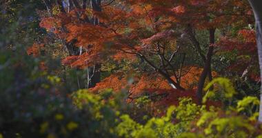 A yellow gingko tree and red maple tree at Hibiya park in Tokyo foreground blur video