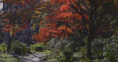 A yellow gingko tree and red maple tree at Hibiya park in Tokyo video