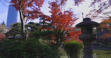 A red maple tree and lantern at Hibiya park in Tokyo video