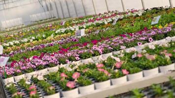 Greenhouse with rows of colorful potted flowers in bloom video