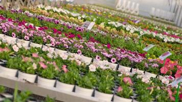 Flower nursery with rows of blooming plants in greenhouse video