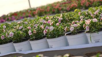 Potted flowers arranged in rows inside a greenhouse video
