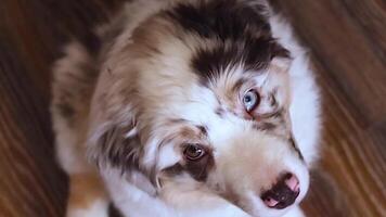 Cute Aussie Australian Shepherd puppy in blue marble color looks at the camera try to understand top view video