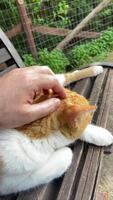 vertical tiro do uma gato relaxante em uma de madeira Banco dentro a parque ou dentro a jardim enquanto Está proprietário carícias e abraços isto video