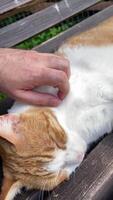 vertical tiro do uma gato relaxante em uma de madeira Banco dentro a parque ou dentro a jardim enquanto Está proprietário carícias e abraços isto video