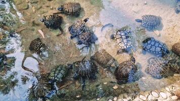 Aquatic turtle swimming, generating delicate water patterns while moving elegantly through shallow pond environment video