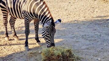 zebra pastar em feno, desfrutando brilhante luz solar dentro expansivo jardim zoológico habitat, exibindo distintivo Preto branco listrado padronizar video