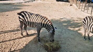 zebra alimentando em feno, incorporando animais selvagens preservação dentro controlada habitat com calma, atento comportamento video