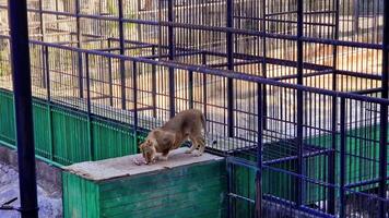 leoa comendo cru carne, em pé em verde plataforma dentro jardim zoológico invólucro, exibindo predatório alimentando padrões do cativo ampla felino espécies video