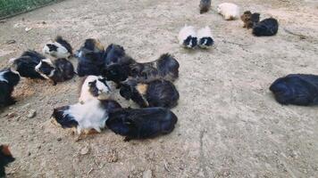 Guinea pigs roaming, playing, interacting across grassy dirt pen, showcasing diverse colors and fur textures in natural habitat setting video