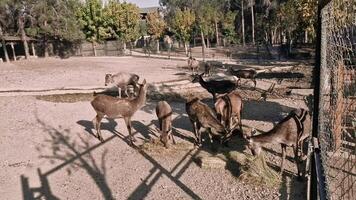 veado rebanho comendo feno dentro expansivo jardim zoológico habitat, exibindo calma pastar padrões e cativo animal social dinâmica video