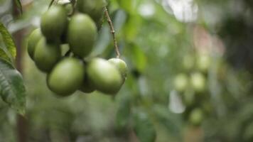 The kendondong tree in front of the house has fruit and is ready to be harvested. video