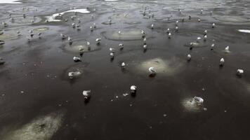Seagulls Resting on a Frozen Surface with Circular Ice Patterns video