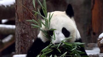 Panda bear cub enjoying bamboo in a winter forest during snowfall at a national park reserve video