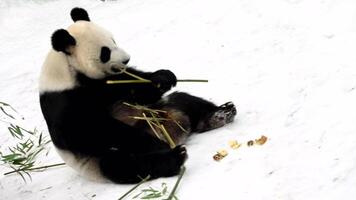 Panda bear cub enjoys bamboo breakfast while snow falls in winter forest at national park reserve in China video