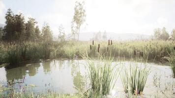 Tranquil wetland ecosystem with tall grasses and a serene pond at sunset video