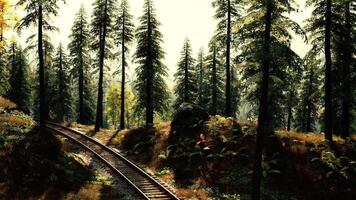 Rustic forest landscape with railway tracks winding through trees at dusk video