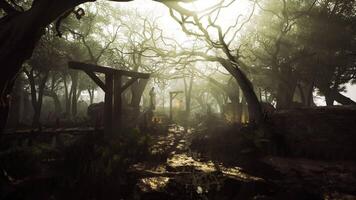 Mysterious forest pathway illuminated by soft golden light during twilight video